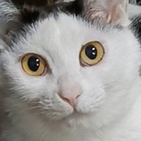 寄り添って座る『仲のいい2匹の猫』→『表情の違い』を見たら…飼い主さんが『思わず吹き出した光景』に反響「完全に笑わせにきてるｗ」