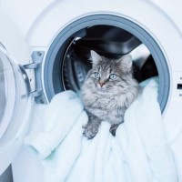 猫の身に襲いかかる『思いがけない事故』5選　家の中でも油断できない危険なトラブル