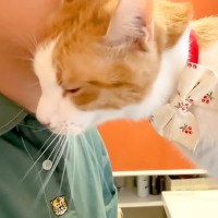 朝、起きたばかりのネコ→鳴きながら顔を近づけてきて…羨ましすぎる『いつもの光景』が話題「甘えん坊さんだねｗ」「ママだと思ってそう」