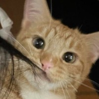 髪の毛を引っ張ってきた猫→何事かと思ったら、『お皿の上』に…予想外の瞬間に「賢すぎる」「素敵なサプライズ」「えーかわいいｗ」の声