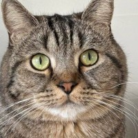 愛猫のことを『ひとなで』すると…見た目激変の『ビフォーアフター』に爆笑の声続出「頭が四角すぎるｗ」「羨ましいとしか思えないｗ」