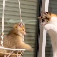 新入り子猫に心を開けなかった猫→勇気を出して歩み寄ったら…思わず感動する『素敵な物語』が17万再生「すべてが尊い…」「嬉しくなっちゃう」