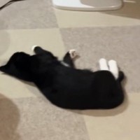 部屋に入ると、『背を向けて寝転がっていた猫』→名前を呼んでみると…可愛すぎる反応が16万再生「愛されてるのが伝わる」「完璧なムーブ」