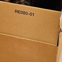 『かわいいよ』と呼ばれて行ってみたら…ダンボールの中で2匹の猫が見せた光景に「注文したいｗ」「でかい声出ちゃったｗ」と４万いいね