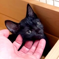 臆病な黒猫の赤ちゃんを保護→１ヶ月後、膝の上に乗せると…悶絶級に可愛い『ポーズ』に「肉球とお目目が愛らしい」「たまらないね」と反響