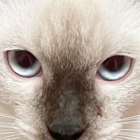 白い見た目から『おもち』と名付けた猫→3年後…まるで『別猫』のような『まさかの光景』が107万表示「餅は焦げるもの」「すごい変化」