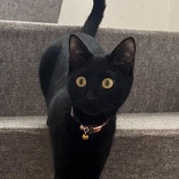 生まれて初めて『階段』を利用した黒猫→あまりにも綺麗すぎる姿勢に「モデルさんみたい」「ほんとにスタイルいいね」とSNSで反響