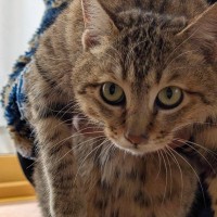 1匹の『迷い猫』との出会い→距離が少しずつ縮まり…家族になるまでの軌跡に涙が出るとSNSで反響「幸せになるんやで」「わぁぁよかった〜」