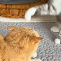 くつろぐ姉猫に弟猫が『パンチ』を繰り出したかと思ったら…可愛すぎる展開に笑ってしまう人が続出「癒されたｗ」「パンチ受けたいｗ」