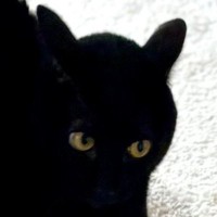 『Tシャツにしたい』朝から元気に走り回っていた『黒猫』を撮影した結果…「躍動感が最高」「すばらしい」可愛すぎる瞬間に４万いいね