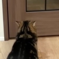 大好きなパパの帰りを『待ちわびる猫』→帰ってくると……可愛すぎる行動に癒される人が続出「すごく分かりやすいｗ」「健気で愛おしいね」
