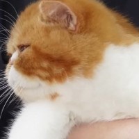 プロにシャンプーをしてもらう子猫→乾かしてもらっている最中に…『まさかのポーズ』が10万再生「めちゃめちゃ可愛いｗ」「たまらんね」
