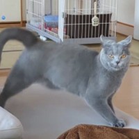 真剣な表情で見つめてきた猫→『ステップ』を踏み始めて…まさかの『動き』が79万再生「やんのかステップが下手説ｗ」「初めて見たｗ」と爆笑