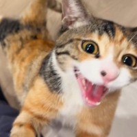 『絶対に抱っこしてほしい三毛猫』→あとをついてきて…『全力のかまってアピール』が可愛すぎると49万再生「勝てないヤツｗ」「羨ましい」