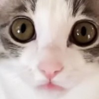 仕事に行こうとしたら、『子猫』がやって来て…飼い主悶絶の『尊すぎる瞬間』が36万再生の反響「休むしかない」「出かけられないなぁー」