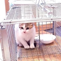 真冬に捨てられていた子猫を保護…『優しさあふれる展開』に感動の声続出「幸せになってほしい」「もう安心していいんだよ」と11万再生