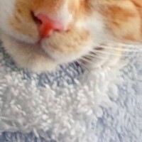 仕事の休憩中に『ペットカメラ』を覗いてみた結果…あまりにもラッキーな『可愛すぎる瞬間』に９万いいね「癒されるぅぅぅ」「ニヤけた」