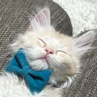 ソファの溝にすっぽりとハマりながら『爆睡する子猫』→たまらなく可愛い『寝相』に「たまらーーーん」「癒しでしかない」と笑顔になる人続出