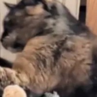 サビ猫のパンチを『顔面に食らった茶トラ猫』…まるでマンガのワンシーンのような『まさかの光景』に爆笑「めりぃｗ」「めっちゃ声出たｗ」