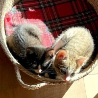 体を寄せ合う姿が『ハート型』だった２匹の赤ちゃん猫→成長した結果…尊すぎる『現在の光景』に絶賛「大きくなったんだね」「みっちり可愛い」