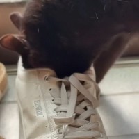 『パパの靴の匂い』が大好きすぎる黒猫→玄関で……『まさかの光景』に爆笑する人が続出「フンフン…たまんねぇ」「同居猫の様子に笑った」