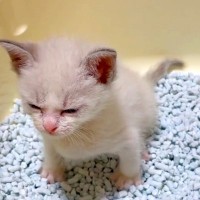 トイレトレーニング中の『赤ちゃん猫』→真剣な表情を浮かべて…思わず応援したくなる『尊い光景』が32万再生「もうやばい」「泣ける」