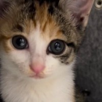 パッチリお目目でカメラを見つめる三毛子猫→『4年後』…尊すぎる『ビフォーアフター』が34万再生「永遠のプリンセス」「ずっと赤ちゃん」