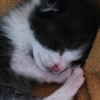 屋根から落ちてきた『目も開いていない赤ちゃん猫』→８年後……「立派になったねｗ」劇的なビフォーアフターが話題「幸せが降ってきたんだ」