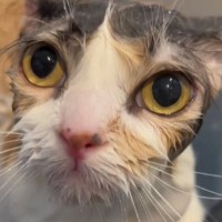 お風呂に入ってシュッとした三毛猫→乾かすと…まるで別猫のような『変化』に驚きの声「誰ってくらい違うｗ」「変身するの可愛い」