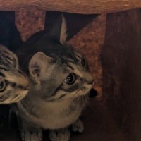 紙袋に身をひそめる2匹の猫→『袋の外』にいたのは…微笑ましい瞬間に４万いいねの反響「可愛すぎて声出たｗ」「物語が始まりそうｗ」