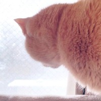 『雪』を見せてもらったネコ→振り向いた時の『表情』が…可愛すぎる『リアクション』に３万いいね「おめめがｗ」「たまげたニャン」