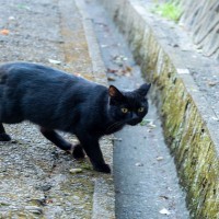 『不幸な思いをする猫』を減らすにはどうしたらいい？猫たちの命を救うためにできること5つ
