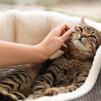 猫は『自分の可愛さをわかっている』と感じる瞬間3選　思わず魅了されてしまうあざとい仕草とは