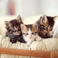 【2026年版】猫の『人気の名前』ランキングTOP10　オス・メス別の定番やトレンドをご紹介