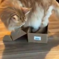 絶対に入れなさそうな『小さな箱』に挑戦するネコ…一生懸命な様子に笑ってしまう人が続出「困ってるように見えるｗ」「無理でしょｗ」