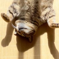 窓際で気持ちよさそうにお昼寝をする『キジトラ猫』…あまりにも可愛すぎる『影と体勢』に反響「日当たり最高ー」「お腹にダイブしたいｗ」