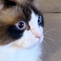 深夜にリビングから『物音』→ふと覗いてみたら、『猫』が…驚きの行動に３万いいね「推しの選手でもいたのかな」「目ぇかっ開いてて草」