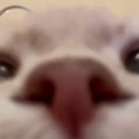 フォルダに入っていた『謎の撮影データ』→再生してみたら、愛猫が…「キモい声出たｗ」「可愛すぎて笑った」まさかの光景が240万表示