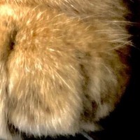 『猫じゃなかったらブチギレられてる』→足元を見ると……笑ってしまう瞬間に７万いいね「猫だから許されるやつｗ」「むしろありがとう」