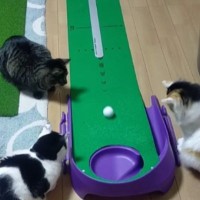 お兄ちゃんが『ゴルフの練習』を始めると…『お手伝いをする猫たち』が可愛すぎると31万再生「お手伝いのお手伝いｗ」「楽しそうｗ」
