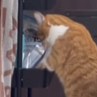 パパとママで『態度が違いすぎる猫』…まさかの光景に爆笑する人が続出「可愛くて何度も見ちゃうｗ」「ちがーうって言ってるｗ」と16万再生