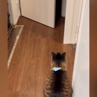 大好きな次男のことを『出待ちする猫』→トイレから出てくると…キュンとくる光景に「前世で恋人同士だったかも」「愛されてるねーｗ」と反響