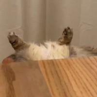 テーブルの陰から『足だけ出ていた猫』→近づいてみたら…凄すぎる『寝相』に「疲れが吹っ飛んだｗ」「首大丈夫かなｗ」と笑ってしまう人が続出
