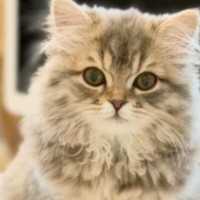 リビングに行くと、テーブルの上に座っていた猫→『お待ちしておりました感』が凄い瞬間に「もはや神々しいｗ」「めっちゃ可愛い」と２万いいね
