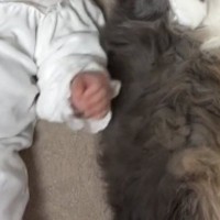 新しいおもちゃを買ったら、『赤ちゃんと猫』が…とんでもなく『尊い瞬間』に「世界一可愛い」「幸せな気持ちになった」と癒される人続出