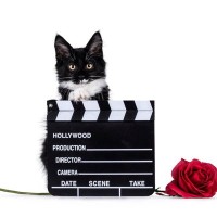 名優と「ハプニング共演」した野良猫…50年以上たった今でも印象的な名場面に