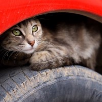 発進前に「車に入り込んだ猫」がいないか確認して！　英国で事故が連続発生→被害者が必死の訴え