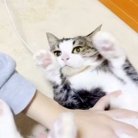 家族のそばにやってきたネコ→男の子に転がされると…完全に『信頼しきっている様子』が話題「ポヨンポヨンしてるのかわいい」「餅つき大会」