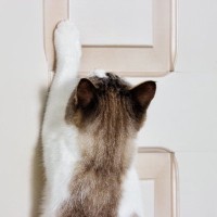 猫が部屋の『ドアを開けたがる』ときの理由5つ　思わぬトラブルを防ぐための対策術まで