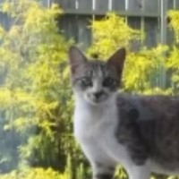 『妊娠している猫』が突然庭に現れて…保護した結果→涙あふれる『3か月間の記録』が94万再生「くぅ～泣ける」「素敵な話で感動した」